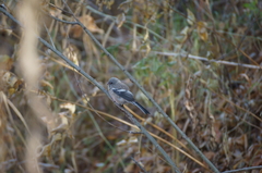 Carpodacus sibiricus