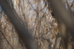 Carpodacus sibiricus