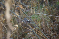 Carpodacus sibiricus