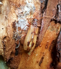 Phoracantha acanthocera