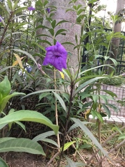 Ruellia simplex