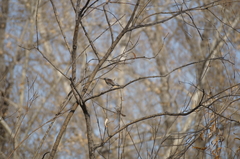 Turdus pilaris