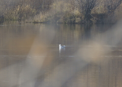 Larus argentatus