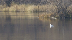 Larus argentatus