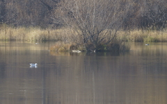 Larus argentatus