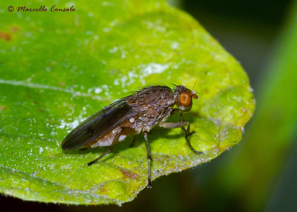 Suillia affinis (Arthropodes du CO Vuillonnex) · iNaturalist