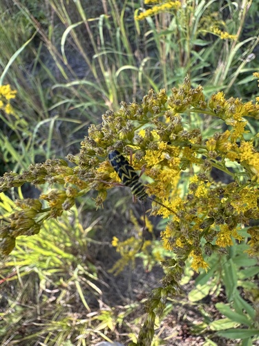 Locust Borer photo 3