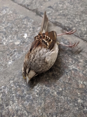 Zonotrichia albicollis