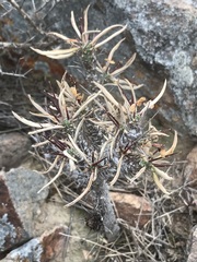 Euphorbia loricata