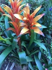 Bromeliaceae
