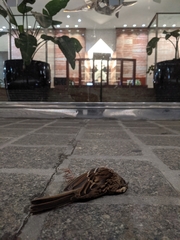 Zonotrichia albicollis