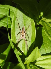 Pisaura mirabilis