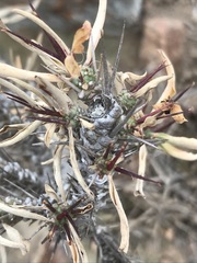 Euphorbia loricata