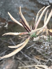 Euphorbia loricata
