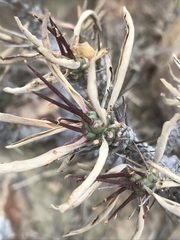Euphorbia loricata