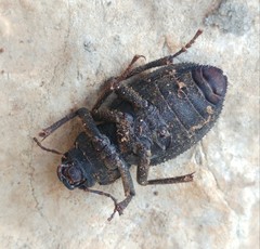 Trachyderma hispida