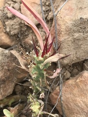 Euphorbia loricata