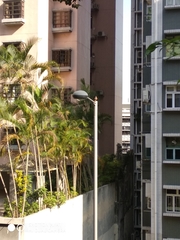 Streptopelia chinensis