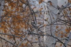 Poecile montanus