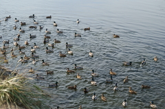 Anas platyrhynchos