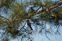 Poecile montanus