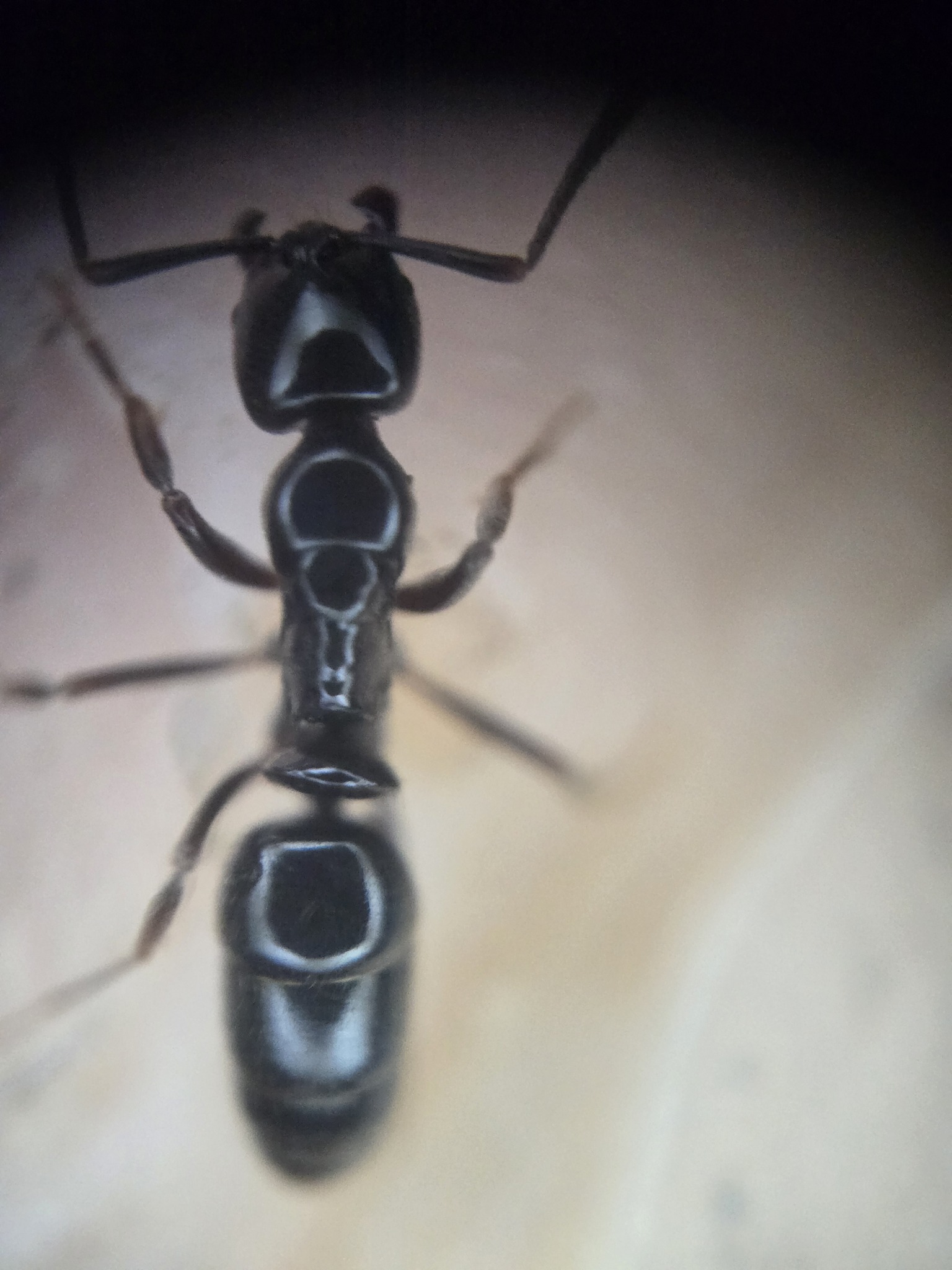 Hypoponera nitidula