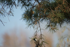 Poecile montanus