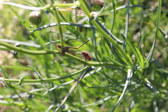Spilostethus furcula
