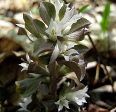Obolaria virginica