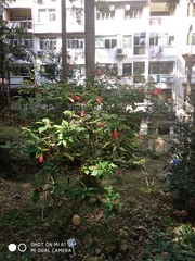 Malvaviscus penduliflorus