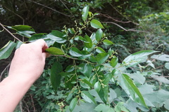 Rhamnus formosana