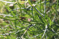 Spilostethus furcula