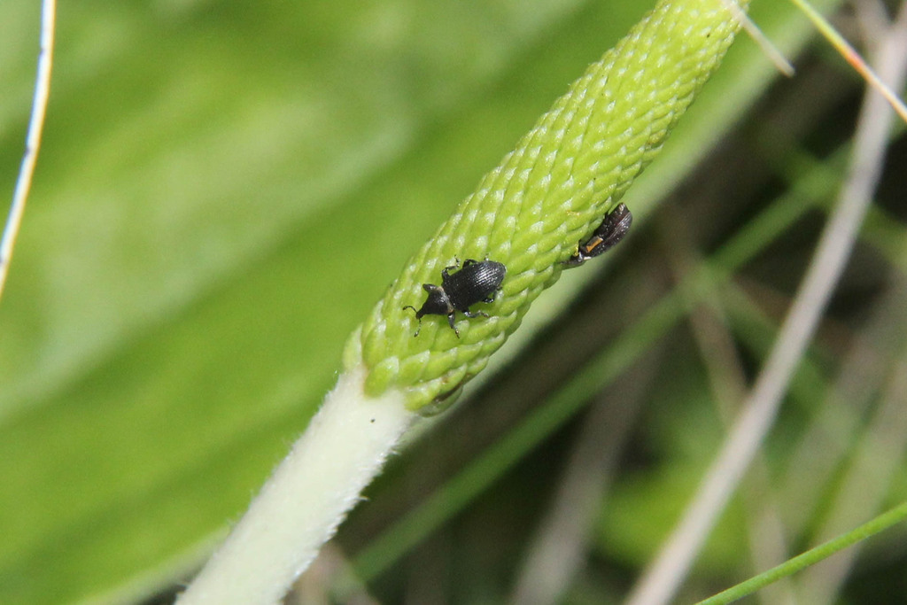 Mecinus collaris