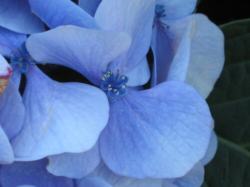 Hydrangea macrophylla