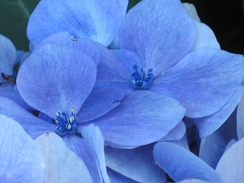 Hydrangea macrophylla