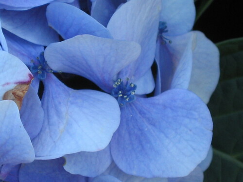 Hydrangea macrophylla