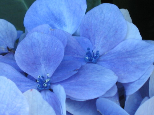 Hydrangea macrophylla