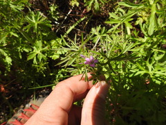 Geranium dissectum