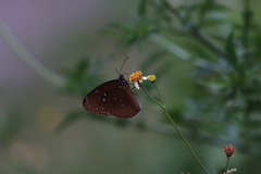 Euploea core amymone