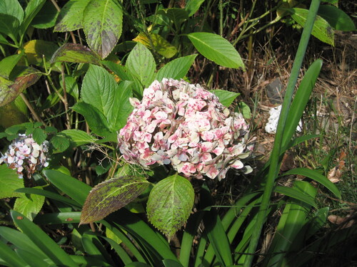 Hydrangea macrophylla
