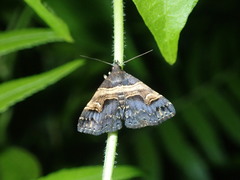 Bertula abjudicalis