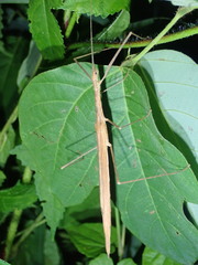 Sipyloidea