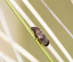 Cercopicesa