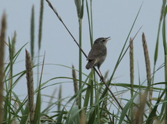 Helopsaltes ochotensis