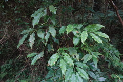 Itea parviflora