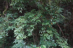 Itea parviflora