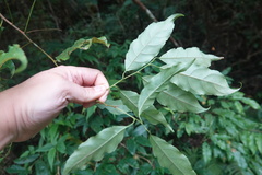 Itea parviflora