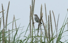 Helopsaltes ochotensis