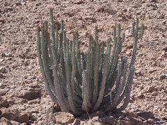 Euphorbia virosa