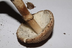 Lepiota ignivolvata